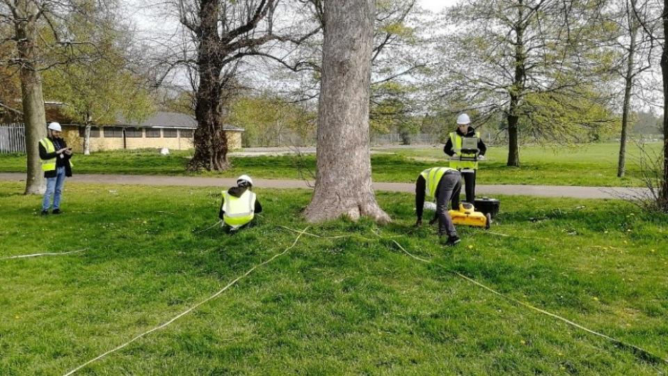 Mapping tree roots in Gunnesbury Park, London