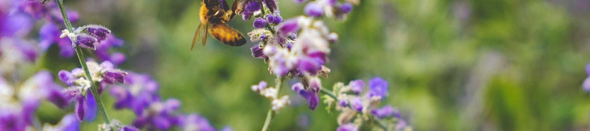 A bee clinging to a purple flower